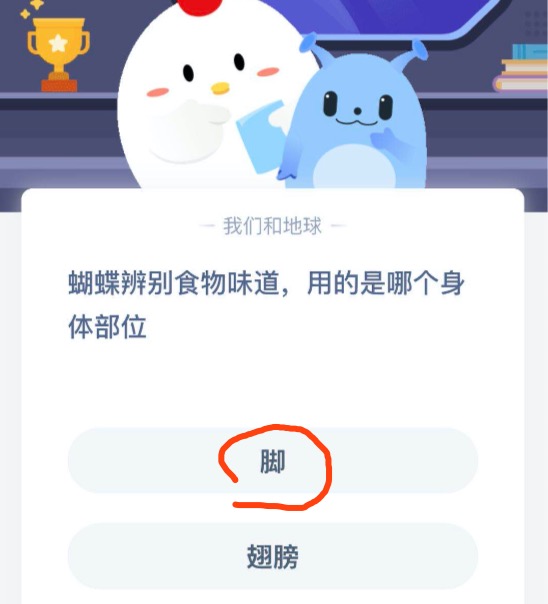 小编教你蝴蝶辨别食物味道用的是哪个身体部位。