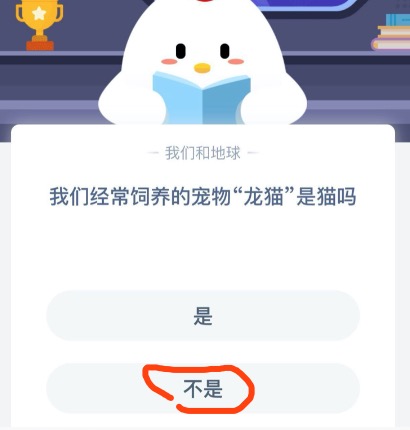 我来教你我们经常饲养的宠物龙猫是猫吗。