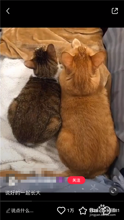 小红书的视频如何保存下来