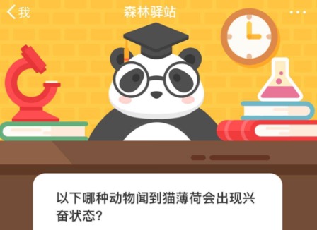 今天分享以下哪种动物闻到猫薄荷会出现兴奋状态。