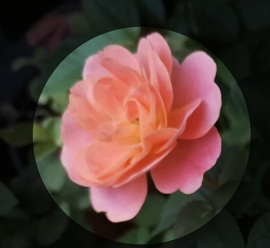 荣耀v30pro设置来电头像的操作步骤截图