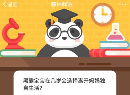 我来教你黑熊宝宝在几岁会选择离开妈妈独自生活。