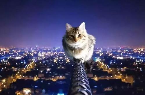 有俗话说“猫有九条命”,这是真的吗?支付宝蚂蚁庄园7月22日答案截图