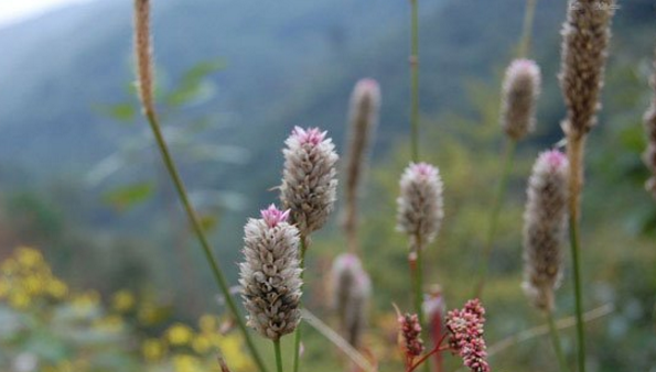 我来教你用PS让图片呈现小清新的视觉感