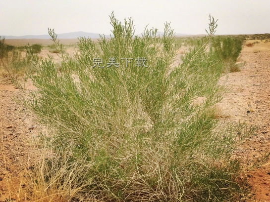 蚂蚁森林有时候不产生能量的原因分析。