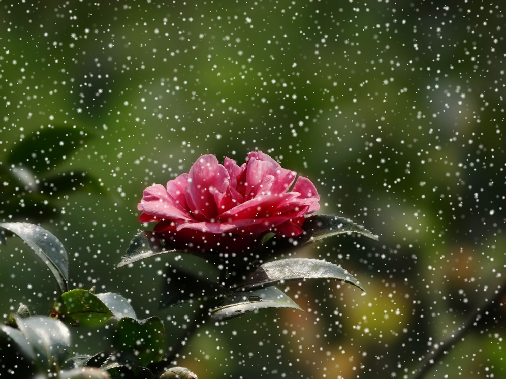 CorelDRAW X7快速制作雨天与雪天的操作教程截图