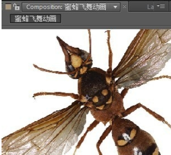 AE制作蜜蜂飞舞动画的详细方法截图