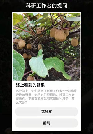 路上看到的野果是葡萄还是猕猴桃蚂蚁森林。