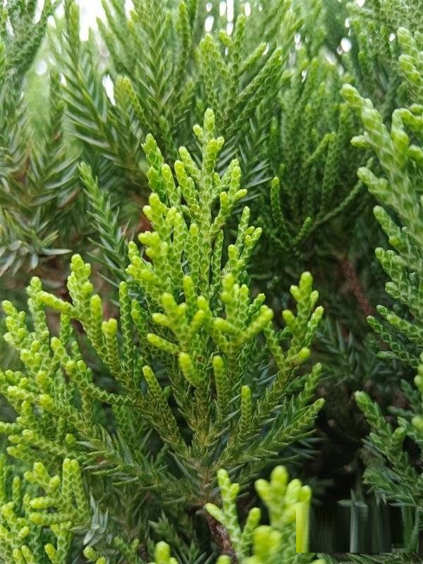 荣耀60拍照好不好?荣耀60拍照性能介绍截图