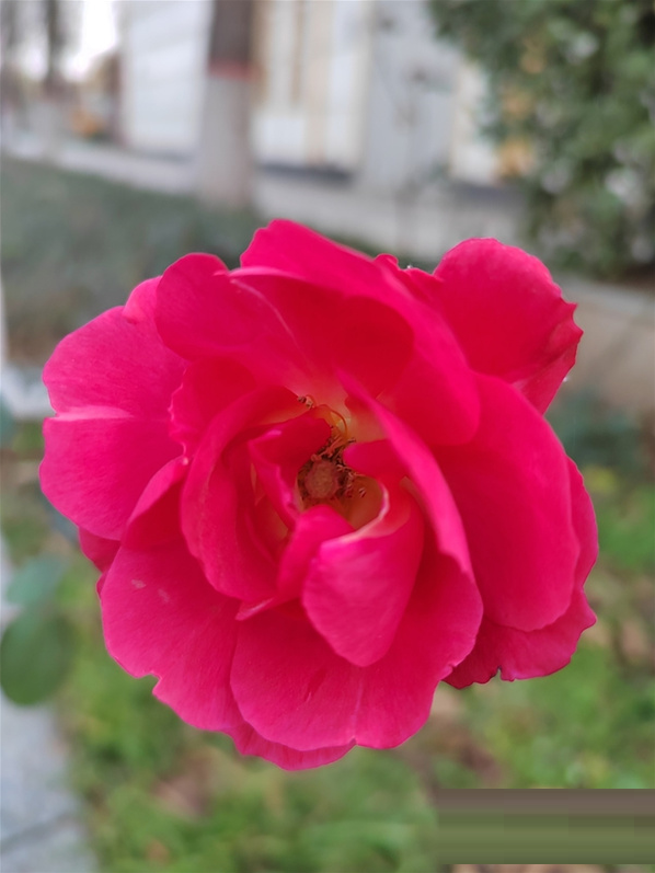 荣耀60拍照好不好?荣耀60拍照性能介绍截图