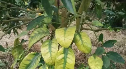 夏季是树木的生长旺季,也是黄化病的多发季节,对吗