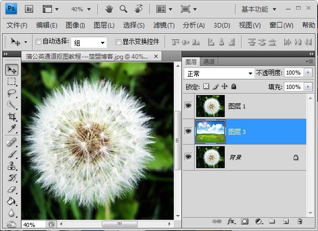 Photoshop如何完成蒲公英抠图?Photoshop蒲公英抠图教程截图