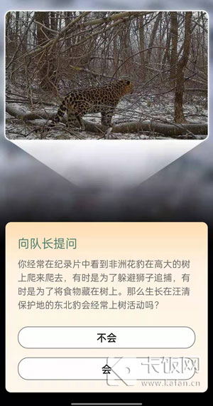 汪清保护地的东北豹会上树吗。