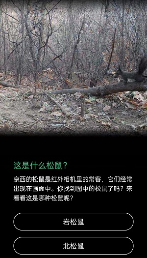 这是什么松鼠岩松鼠还是北松鼠。