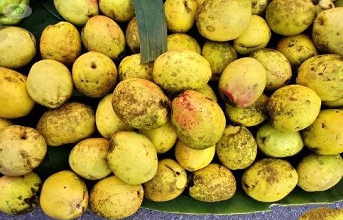 多依果就是苹果对吗