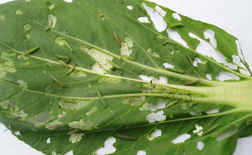 小菜蛾防治难,是因为其超强的抗药性对吗