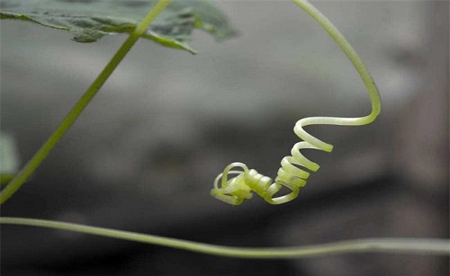黄瓜种植中一般需要去除长卷须是因为