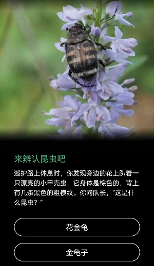 小甲壳虫身体是棕色的背上有几条黑色的粗横纹是什么昆虫。