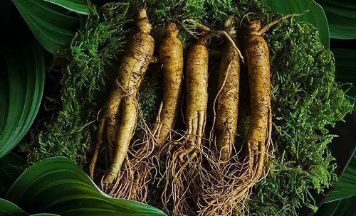 有人参之乡之称的是