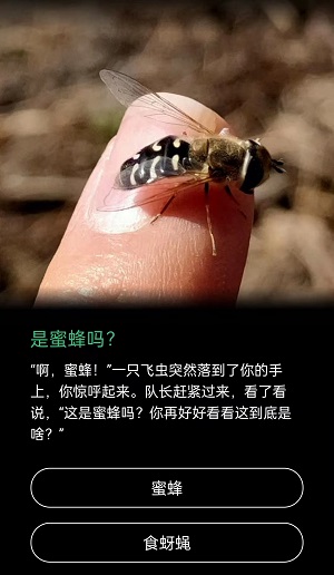 是蜜蜂吗蚂蚁森林食蚜蝇。