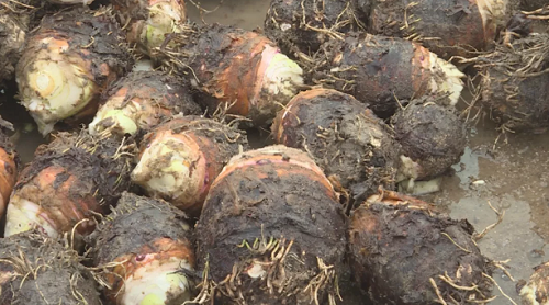 让厦门灌口镇田头村变甜头村的特色农产品之一是