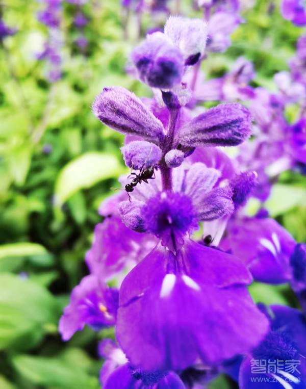 华为mate30支持超级微距吗？