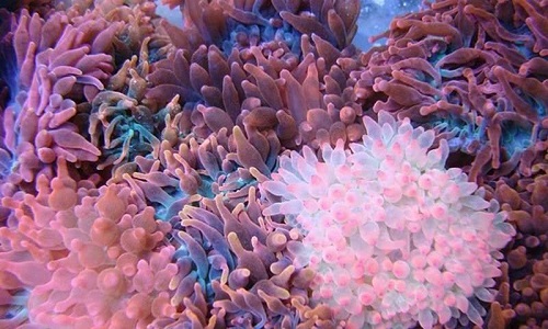 下列今天说说海葵的说法正确的是