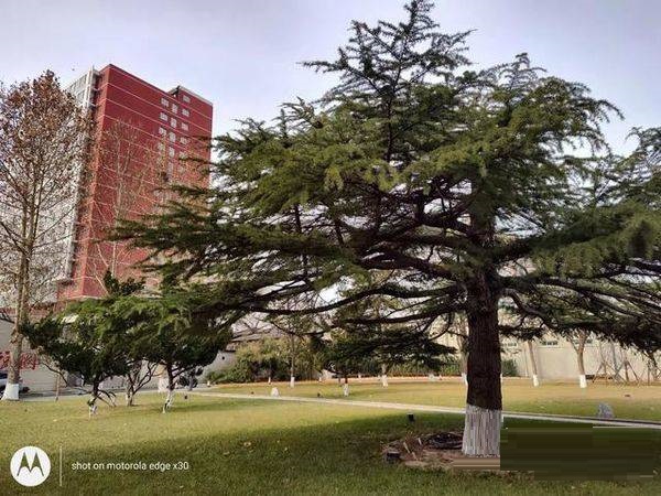 摩托罗拉edgex30拍照性能好吗?摩托罗拉edgex30拍照性能解析截图