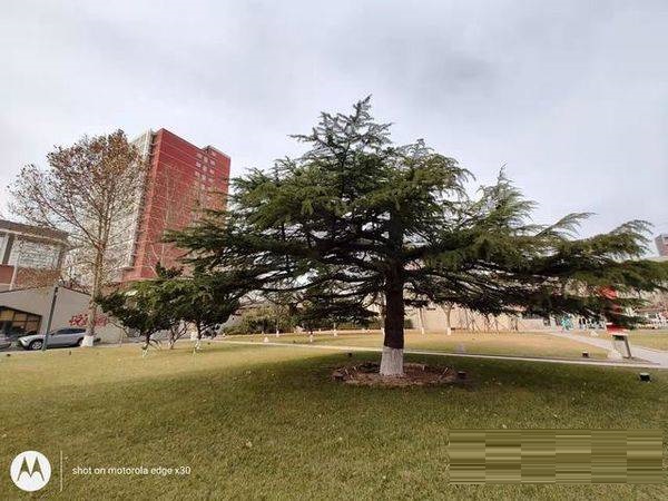 摩托罗拉edgex30拍照性能好吗?摩托罗拉edgex30拍照性能解析截图