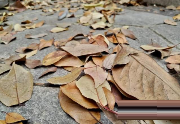 荣耀X30拍照好吗?荣耀X30拍照功能介绍截图