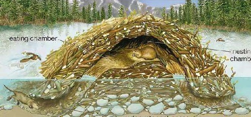 河狸享有动物界的土木建筑师的美誉,是因为它擅长修建?支付宝蚂蚁庄园7月5日答案截图