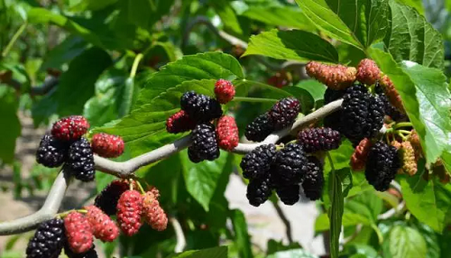 在野外看到形似桑葚的小野果,可以摘来吃吗?支付宝蚂蚁庄园7月12日答案截图