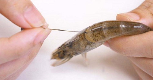 小鸡宝宝考考你,虾线实际上是虾的?支付宝蚂蚁庄园7月26日答案截图