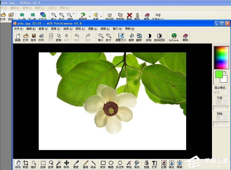 关于ACDSee中如何利用魔术棒抠图