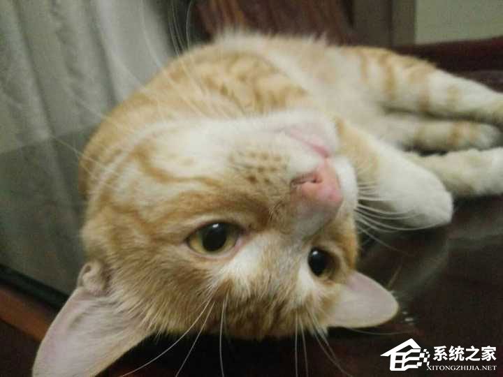 如何使用snapseed进行修图?snapseed修图技巧我来教你