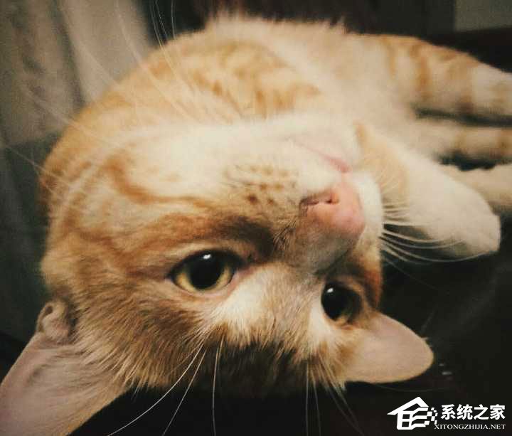 如何使用snapseed进行修图?snapseed修图技巧我来教你