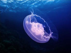 PS蒙版的作用有哪些？PS蒙版的用途我来教你