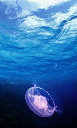 PS蒙版的作用有哪些？PS蒙版的用途我来教你