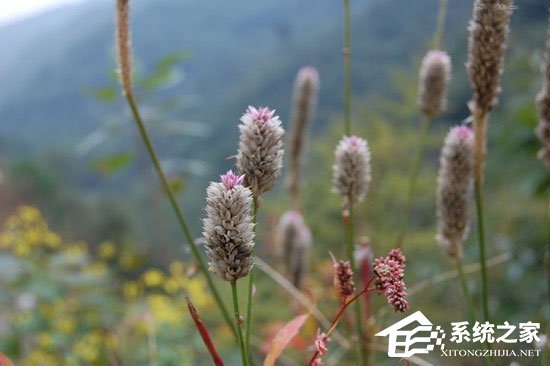 PS调色教程：调出小清新植物图片