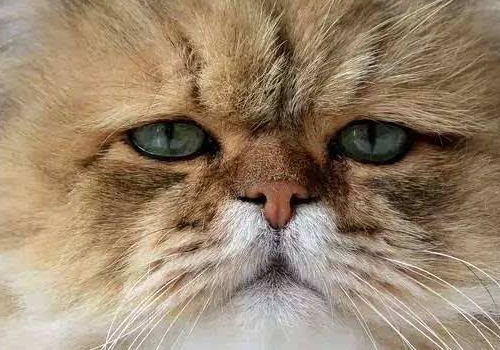 关于在抖音中拍摄塑料袋照片的方法介绍。